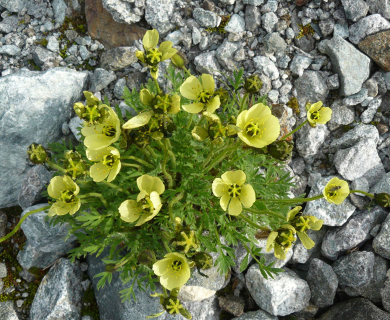 Urvalmue