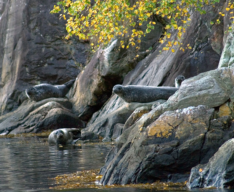 Sel ved fjorden